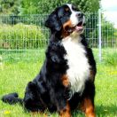 MADEMOISELLE Source of Happiness FCI