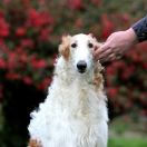 MAGIC JOHNSON Impuls i Splendor