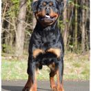 MAGNUM vom Grossen Tal