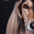 MALAIKA MOIDEH BINT MALA Od Vjetra