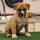 Male 1 Dolcze Gabara