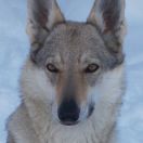 MALWA Unter Wölfen FCI