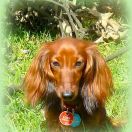 MAMMA MIA Taniec Motyla (KL)