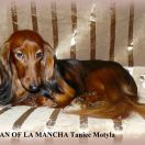 MAN OF LA MANCHA Taniec Motyla (FCI)