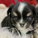 Manolo Blahnik Tesori di Diamanti 