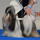 Int.Ch MANYANI ARTEMISIA LUFKIN