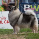 MARVLAD ZHANEL ZHUZHU