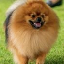 MAYLO WINER Bobrolandia