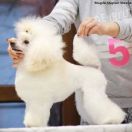 MEGGIE Diamond Paradise FCI 