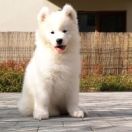 Melody Samssie AMAZING CANDY