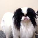 MIESZKO GROMADA GWIAZD