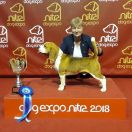 MIRACLE OF EARTH Pocket Joy