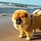 MISS BUNIA Z DWORU ABAKUSA FCI