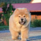 MISS MILLY Chow In The Fog