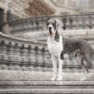 Mł.Ch.Pl , Ch.Pl ENJI Black Tail - Czarny Ogon 