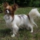 MOLLY z Sosnowego Kręgu