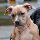 Moris Guardian of Forest 