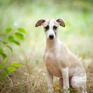 MORTEN Paka Czworaka