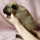 MUSTANG MARK Resabil