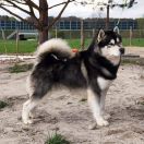 Mł.Ch.Pl Muzoku DARK SIDE OF HEAVEN import Anglia