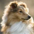 MYRRA MEA MIRUM Figa Ruminy (FCI)