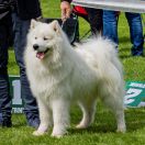 NABU Powiew Północy FCI 