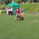 NANI Guard of Tibet (FCI)