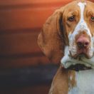 Naomi di Val Ravanaga