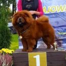 NE PLUS ULTRA DE SUN VIT