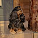 NEFRETITI From Rowan Dreams FCI 