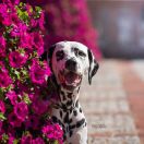  NEIVA OF AFRICA Kontradomino