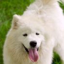 NESSIE O'BRODVER Virta Valo FCI