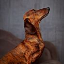 Net Narin Zhoan's Elegans in Joy