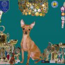 NORIS CHAK LITL TOUS