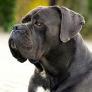 NOSFERATI SILVER DK Al-Ma-Paulus