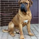  NOSFERATU de Privadiis