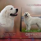 OBYWATEL Zagubione Marzenia 