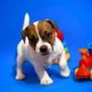 Ocean Of Love Heavenly Blessing