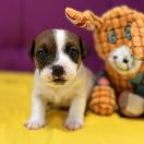 Odin's Lightning Heavenly Blessing