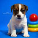 Odin's Lightning Heavenly Blessing