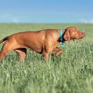 Oksi Dwa Bratanki FCI