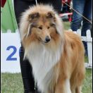 OLD GOLDEN GATES FIRETOP M.Ch.Pl