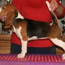 OLYMPIC QUEEN Simpatica PS