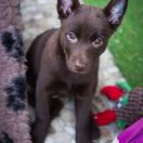 ON FIRE YGRITTE Red Radimus 