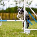 ONE IN A MILLION Border Song