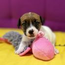 Opulent Grace Heavenly Blessing