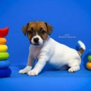 Opulent Grace Heavenly Blessing