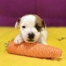 Orange Spark Heavenly Blessing