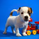 Orange Spark Heavenly Blessing