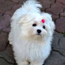 ORIDA Bella Diva FCI